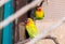 Yellow-collared lovebird Agapornis personatus