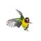 Yellow-collared lovebird flying, isolated