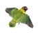 Yellow-collared lovebird flying, isolated