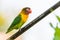 Yellow-collared Lovebird perching on iron bar