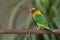 Yellow-collared Lovebird perching on iron bar isolated on blur background