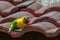 Yellow-collared Lovebird perching on roof tile