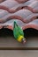 Yellow-collared Lovebird perching on roof tile while hanging head down