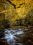 Yellow color of autumn surrounds gentle falling waters of the Davidson River in Pisgah Forest