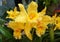 Yellow color of Brassolaeliocattleya orchids Golden Sands `Elizabeth`