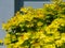 Yellow color bush closeup of bush with lush foliage in closeup view