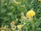 Yellow color Cockscomb flowers Name of Celosia cristata The flowers are small in size but will stick together into the same