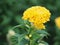 Yellow color Cockscomb flowers Name of Celosia cristata The flowers are small in size but will stick together into the same