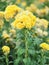 Yellow color Cockscomb flowers Name of Celosia cristata The flowers are small in size but will stick together into the same