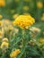 Yellow color Cockscomb flowers Name of Celosia cristata The flowers are small in size but will stick together into the same