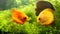 Yellow color discus fish pair in aquarium