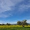 Yellow color in the fields from the mustard wild flowers