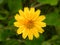 Yellow color flower of Melampodium Paludosum, Million Gold plant