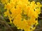 Yellow color flowers of Caribbean Trumpet tree