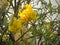 Yellow color flowers of Caribbean trumpet tree