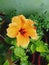 Yellow color Hibiscus flower in Indian soil