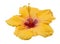 yellow color hibiscus isolated on white background