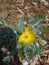 Yellow color Indian poppy flower, Mexican prickly poppy in India, beautiful yellow color flower.