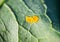 Yellow Colorado potato beetle`s eggs