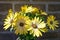 Yellow colored African daisy flowers