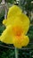 Yellow colored cannas spread some orange dots flowers