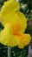 Yellow colored cannas spread some orange dots flowers