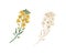 Yellow-colored canola flower and outline rapeseed sprig. Two branches of rape plants. Hand-drawn contoured floral