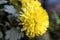 Yellow colored chrysanthemum flower. A bouquet of yellow chrysanthemum flowers in a pot in the garden