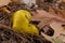 Yellow colored Fuligo septica or dog vomit slime mold, it is supposed to be edible and sometimes eaten in Mexico