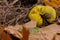 Yellow colored Fuligo septica or dog vomit slime mold, it is supposed to be edible and sometimes eaten in Mexico