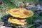 Yellow colored hairy Velvet-top fungus, Phaeolus schweinitzii