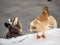 Yellow colored Mallard female Duck on the white snow background. Animal polymorphism