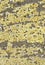 Yellow colored natural hill stone texture background.