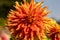 Yellow colored semi-cactus dahlia close up in sunny morning