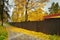 Yellow colored tree behind the fence and fallen leaves on the way to the train station in the village of Doksy in Macha`s land in
