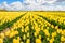 Yellow colored tulips in almost endless rows