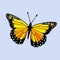 Yellow colored Winged Monarch - Butterfly Vector