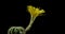 Yellow Colorful Flower Timelapse of Blooming Cactus Opening