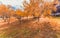 Yellow and colorful leaves autumn colors in the park outdoor with a road and sunshine