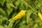 Yellow colour chillies or chilli peppers growing on the plant. C