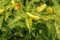 Yellow colour chillies or chilli peppers growing on the plant. C