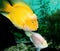 Yellow colour fish