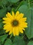 Yellow colour flower named helianthus mollis