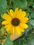 Yellow colour flower named helianthus mollis