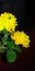 Yellow colour flowers night shadow green