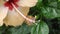 Yellow colour Hibiscus flower with green leaves