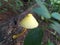 Yellow colour  Mushroom grow on old wood