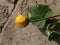 Yellow colour small flowering bud