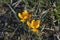 Yellow coloured crocuses, flower carpet on  meadow