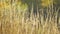 Yellow coloured grass in autumn, moving in slow wind on sunny day, blurred forest background, closeup detail camera slides to